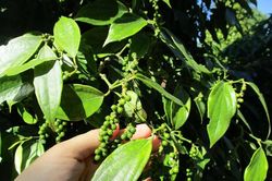 Giá tiêu hôm nay 28/5: Giảm liền 2 tuần, mấp mé mốc nguy hiểm 70.000 đồng/kg