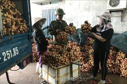Vải sớm Thanh Hà mất mùa, được giá