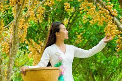 Mê mẩn mùa dâu da núi Cấm