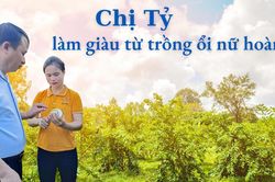 Chị Tỷ làm giàu từ trồng ổi nữ hoàng