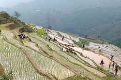 Nông dân vùng cao đẩy nhanh tiến độ gieo cấy lúa mùa sớm