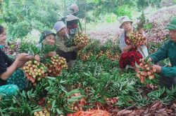 Người dân Xuân Quang thu hoạch vải lai chín sớm