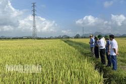 Yên Mô đánh giá hiệu quả triển khai các dự án, nhiệm vụ hỗ trợ sản xuất vụ Đông Xuân năm 2023