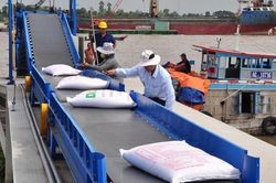 Gạo Việt nhiều cơ hội xuất khẩu sang châu Phi