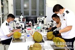 Lạng Sơn: Gần 60.000 tấn sầu riêng được xuất khẩu qua Cửa khẩu Quốc tế Hữu Nghị