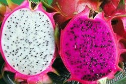 Người mê thanh long phải biết điều này trước khi ăn kẻo mang bệnh