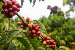 Giá cà phê hôm nay 30/5: Đi ngang và ổn định