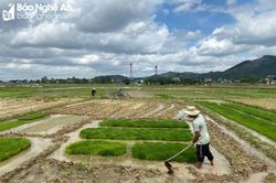 Nông dân Nghệ An tích cực làm đất, bắc mạ sản xuất vụ hè thu
