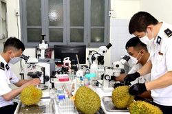 Gần 60 nghìn tấn sầu riêng được xuất khẩu qua Cửa khẩu quốc tế Hữu Nghị