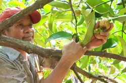 Trái cây vào vụ, giá giảm nhưng nhiều nhà vườn vẫn có lãi