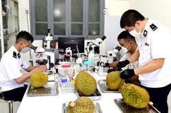 Gần 60 nghìn tấn sầu riêng được xuất khẩu qua Cửa khẩu quốc tế Hữu Nghị