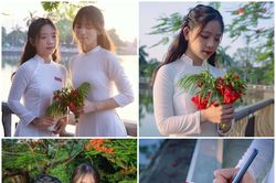 Vấn vương mùa phượng vĩ