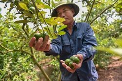Giải bài toán 'phát triển nóng' chanh tứ mùa