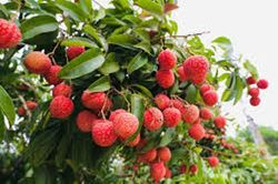 Vải thiều và nhãn: Muốn xuất khẩu nhiều, cần hạ chi phí