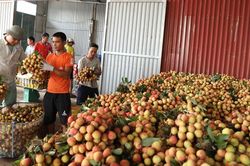Kỳ vọng vải thiều được mùa, được giá
