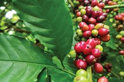 Giá cà phê hôm nay 31/5: Điều chỉnh nhẹ để đón đợt tăng mới?