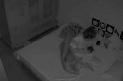 Công an xác minh clip bảo mẫu nghi bạo hành trẻ sơ sinh ở Hà Nội