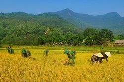 Gieo mùa vàng ở vùng biên giới Quảng Bình