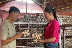 Nấm sò trắng Phúc Thịnh - sản phẩm OCOP 3 sao