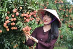Tận dụng 'lỗ hổng' mùa vụ để đẩy mạnh vải Việt sang Trung Quốc