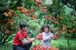 Giảm chi phí vận chuyển để vải thiều Việt Nam 'vươn xa'