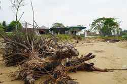 Dân phập phồng lo biển… 'nuốt' làng ở Thanh Hóa