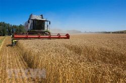 Cần gia hạn thỏa thuận hạn chế nhập khẩu ngũ cốc Ukraine