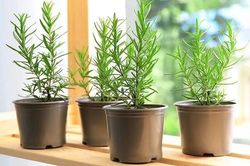 cây đuổi muỗi để trong phòng ngủ vừa đẹp vừa thơm