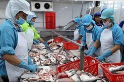 Hơn 1/10 tỷ trọng cá tra xuất khẩu của Việt Nam năm 2022 đi sang EU