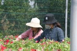 Phát triển sản xuất giống phục vụ cơ cấu lại ngành nông nghiệp