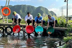 Thả cá hỗ trợ mô hình 'Nuôi cá chép Koi kết hợp trồng hoa súng phục vụ du lịch'