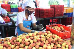 Vải thiều Việt Nam phải cạnh tranh với Trung Quốc, Thái Lan và Campuchia