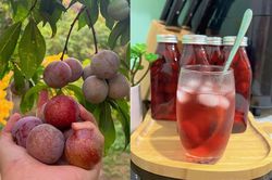 Bỏ túi ngay cách làm siro mận thơm ngon giải nhiệt mùa hè