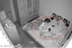 Gia đình em bé bị bạo hành không yêu cầu xử lý bảo mẫu, có khởi tố vụ án không?