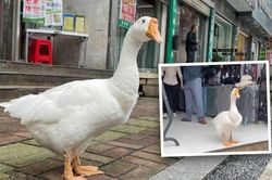 Happy Goose - chú ngỗng trợ lý làm việc mẫn cán khiến dân mạng thích thú
