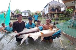 Di dời đàn cá tra dầu nặng hàng tạ, lớn nhất miền Tây