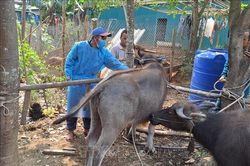 Điện Biên ghi nhận 13 người mắc bệnh than liên quan đến giết mổ, ăn thịt trâu bò