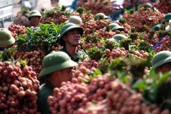 Được mùa vải: Phát triển thị trường bền vững và bài toán lợi nhuận