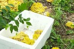 Từng bị coi là độc dược ở nước ngoài, nay người Việt đem thứ này bán đếm tiền mỏi tay
