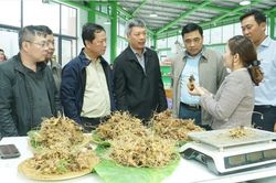 Phê duyệt chương trình phát triển sâm Việt Nam đến năm 2030, định hướng đến năm 2045