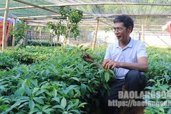 Cựu chiến binh Bắc Sơn: Vươn lên từ nguồn vốn vay ưu đãi