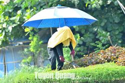 Oằn mình dưới nắng nóng