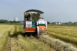 Kiếm tiền triệu từ gom rơm, rạ bằng máy trên các cánh đồng