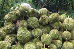 Xe hàng ùn ùn sang Trung Quốc, tiền bán sầu riêng tăng vọt 573%