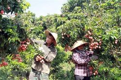 Tiêu thụ trái cây chính vụ: Đa dạng thị trường, nâng giá trị xuất khẩu
