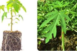 Rễ cây đu đủ có tác dụng gì?