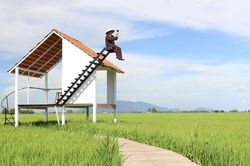 Ra ruộng… uống cà phê