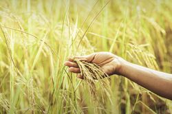 Sản lượng gạo của Thái Lan có nguy cơ sụt giảm do El Nino