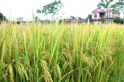 Lúa xuân Tân Kỳ đạt năng suất bình quân cao nhất từ trước đến nay