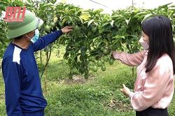 Hiệu quả mô hình trồng cây chanh leo